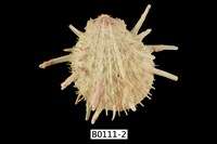 藏品(瑞式海菊蛤)的圖片